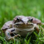 frog, animals, amphibian, nature, macro, grass