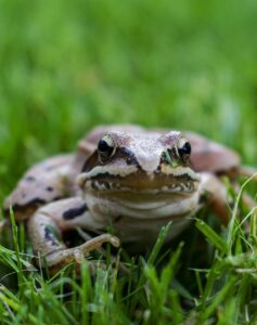 frog, animals, amphibian, nature, macro, grass