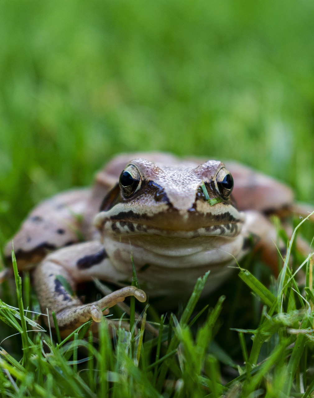 frog, animals, amphibian, nature, macro, grass