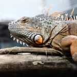lizard, iguana, godzilla, reptile, nature, animal, fauna