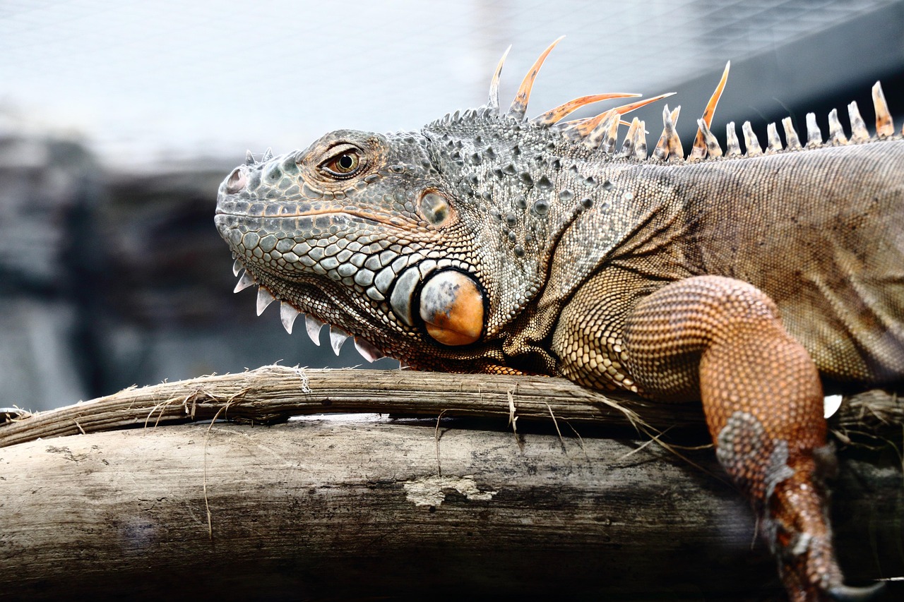 lizard, iguana, godzilla, reptile, nature, animal, fauna