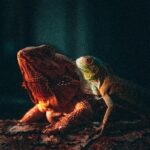 A close-up portrait of a bearded dragon and iguana basking on a log, showcasing their unique textures.
