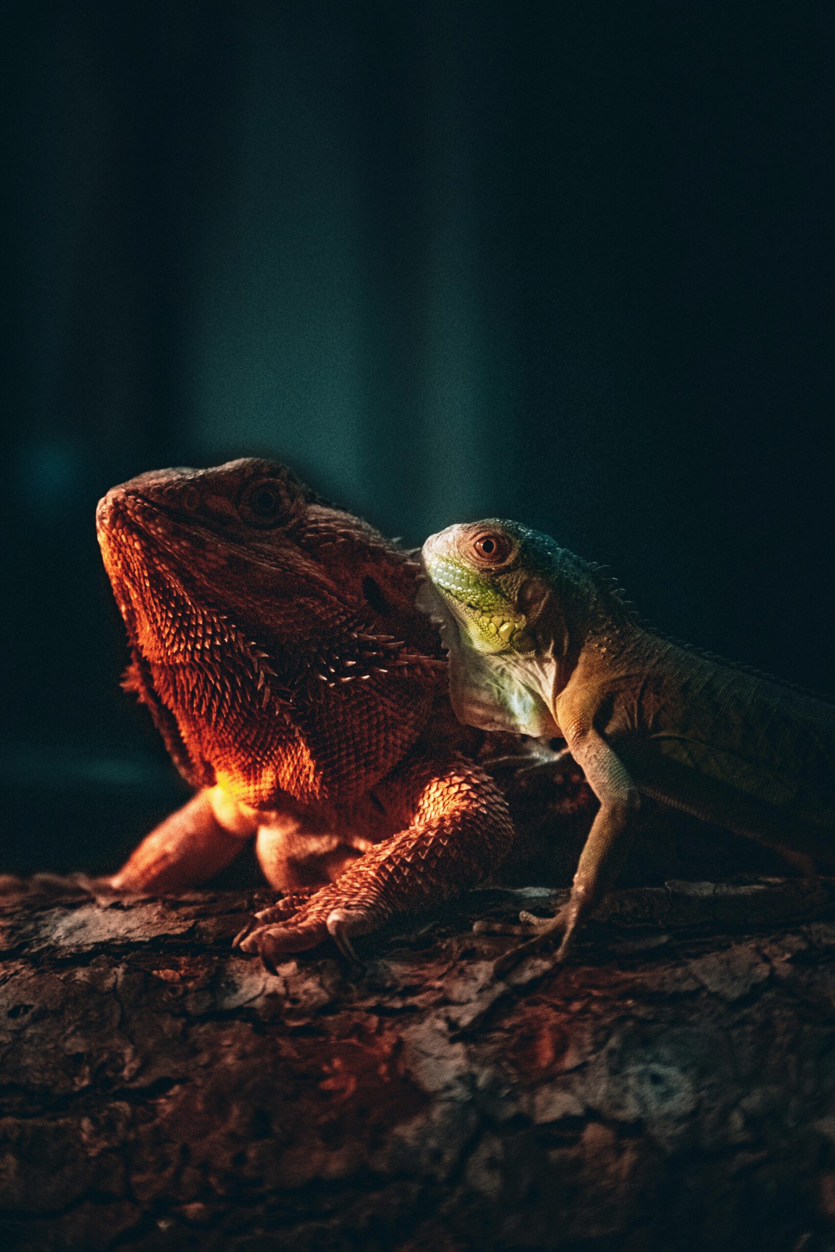 A close-up portrait of a bearded dragon and iguana basking on a log, showcasing their unique textures.