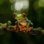 Close-up of a red-eyed tree frog perched on a branch in the lush Costa Rican rainforest.