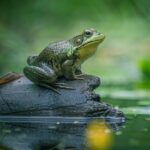 Close-up of a green frog on a log in a calm pond, showcasing nature's beauty.