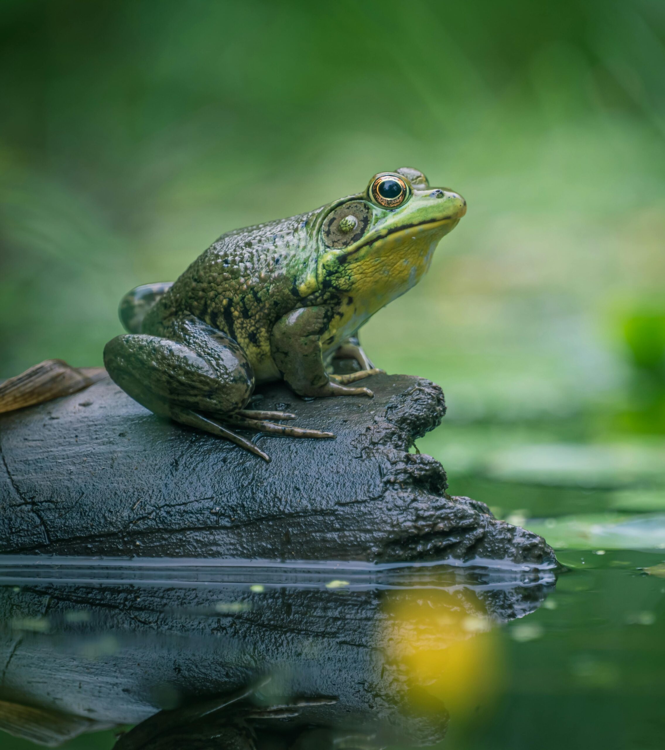 Close-up of a green frog on a log in a calm pond, showcasing nature's beauty.