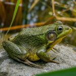 Close-up of a green frog on a rock in Farnham's natural habitat.