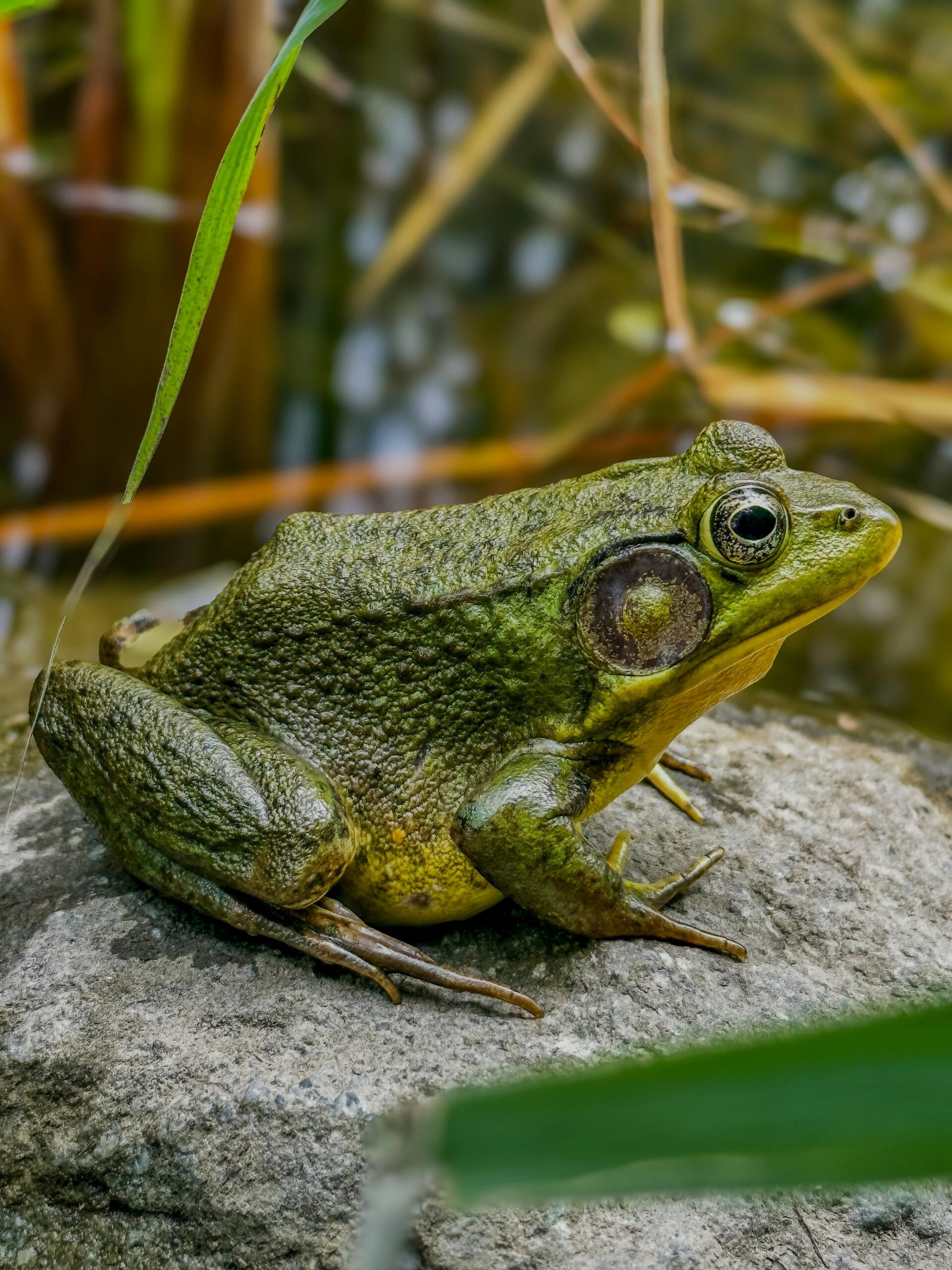 Close-up of a green frog on a rock in Farnham's natural habitat.