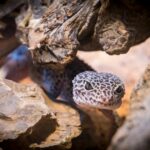 Close-up of a leopard gecko among rocks and wood, showcasing its intricate patterns.