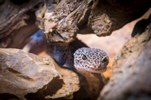 Close-up of a leopard gecko among rocks and wood, showcasing its intricate patterns.