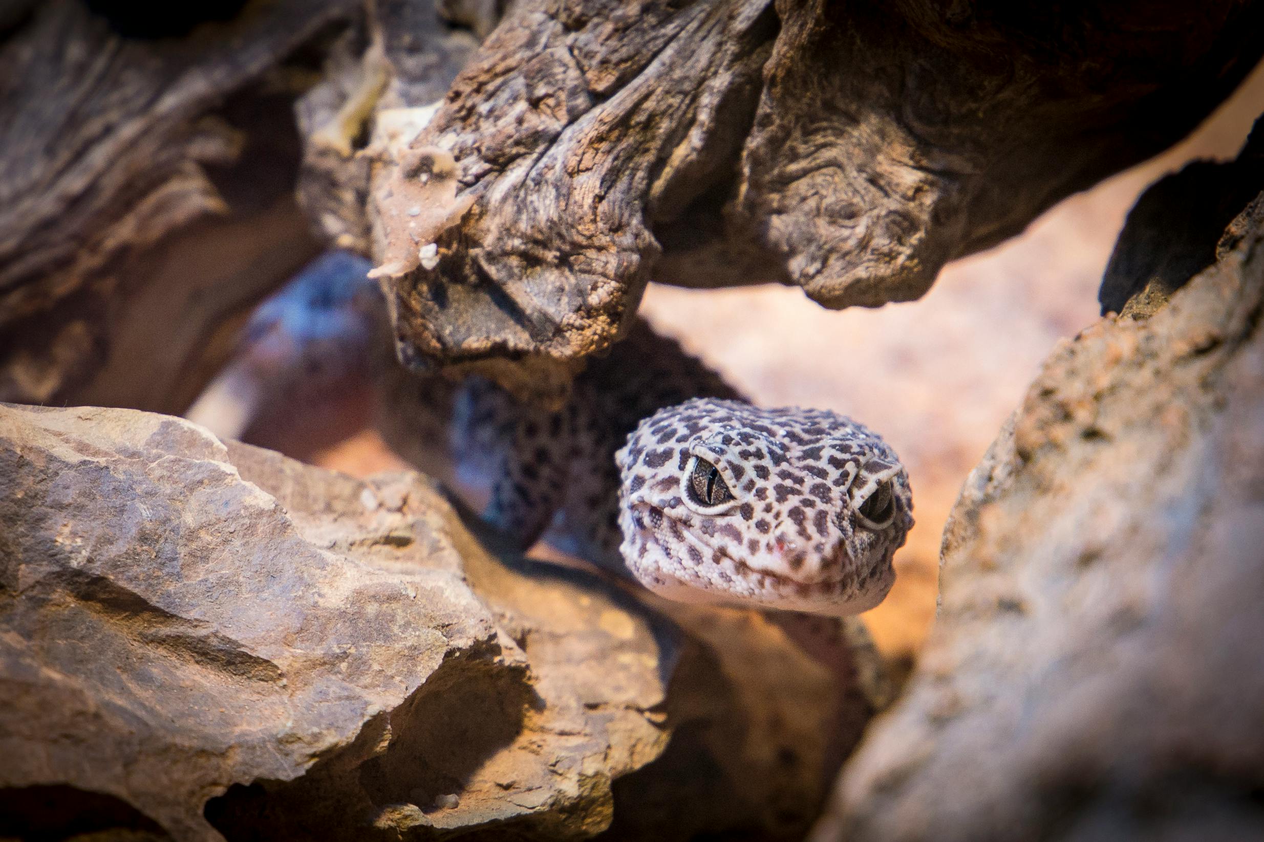 Close-up of a leopard gecko among rocks and wood, showcasing its intricate patterns.