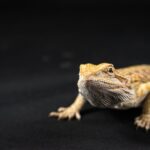 A detailed studio shot of a Central Bearded Dragon highlighting its texture and colors.