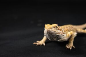 A detailed studio shot of a Central Bearded Dragon highlighting its texture and colors.