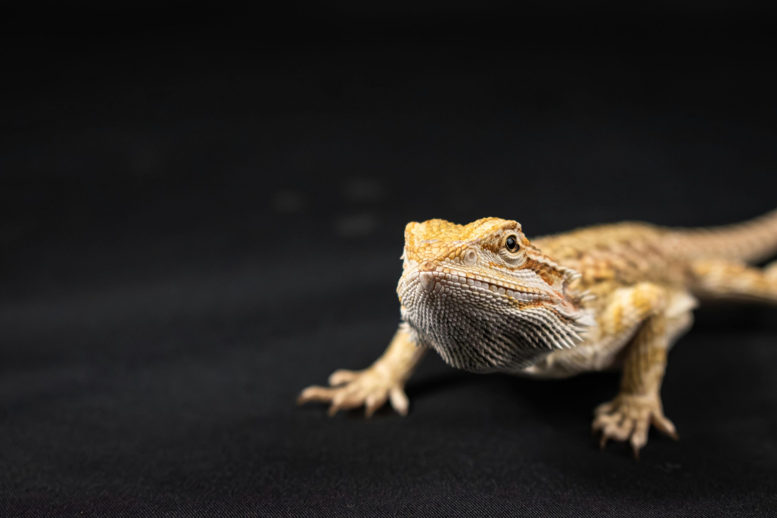 A detailed studio shot of a Central Bearded Dragon highlighting its texture and colors.