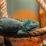 Vibrant iguana perched on a rope in an indoor zoo with warm lighting.