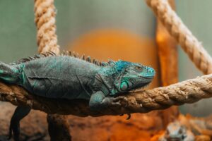 Vibrant iguana perched on a rope in an indoor zoo with warm lighting.