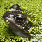 Macro shot of a frog surrounded by green duckweed in a natural pond setting.