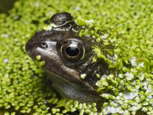 Macro shot of a frog surrounded by green duckweed in a natural pond setting.
