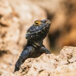 A striking lizard with blue scales perched on a rock, showcasing its intricate texture and vibrant colors.