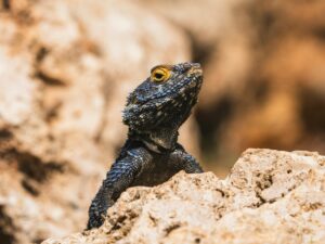 A striking lizard with blue scales perched on a rock, showcasing its intricate texture and vibrant colors.