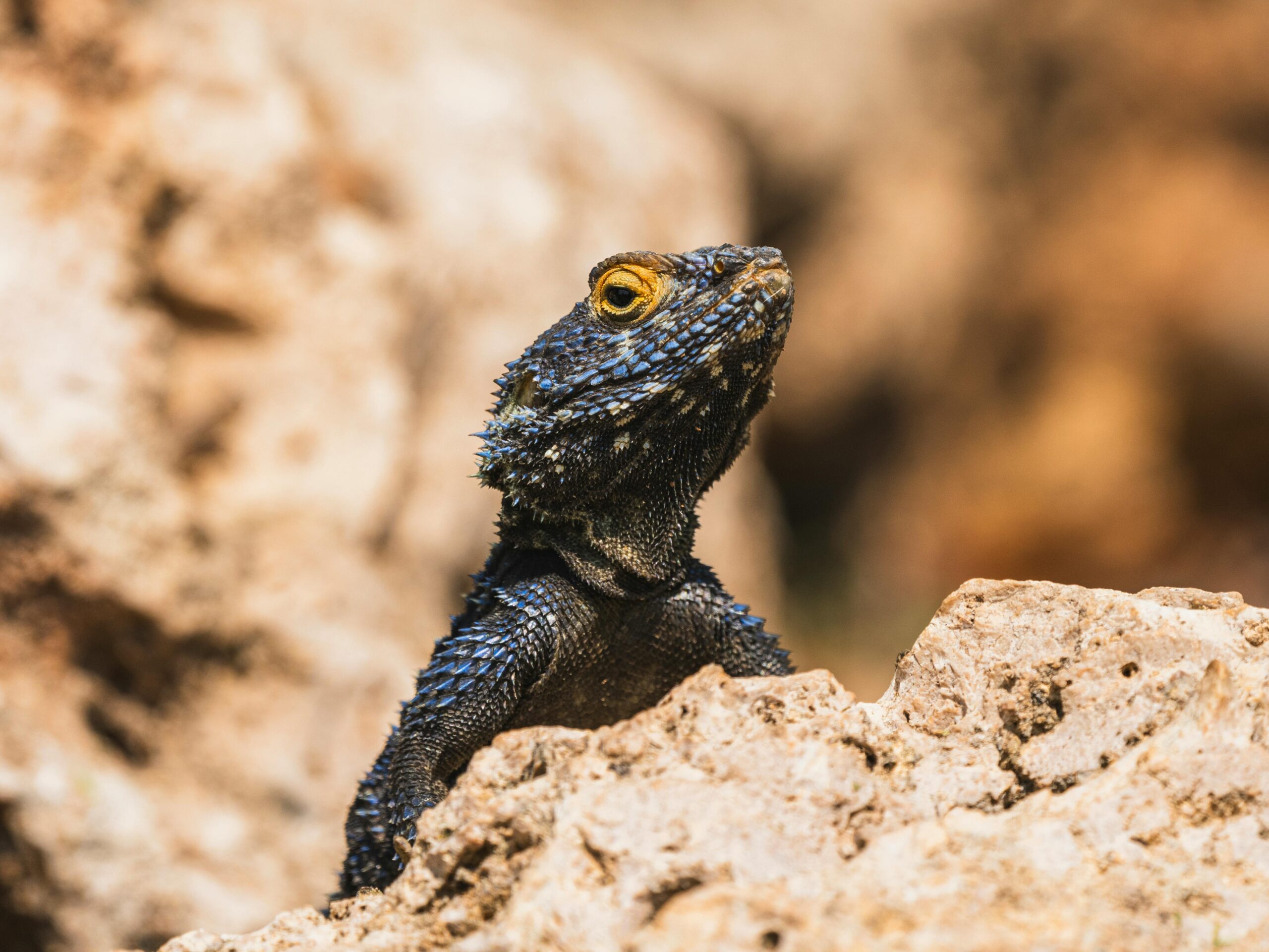 A striking lizard with blue scales perched on a rock, showcasing its intricate texture and vibrant colors.