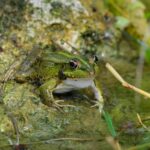 A vivid green frog rests by a pond, showcasing wildlife in its natural aquatic habitat.