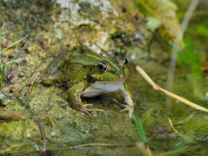 A vivid green frog rests by a pond, showcasing wildlife in its natural aquatic habitat.