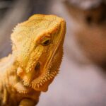 Detailed close-up of a bearded dragon lizard. The intricate texture of its scales is highlighted in natural light.