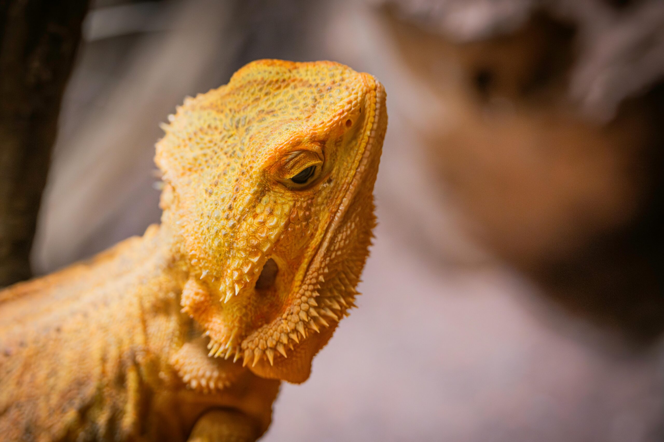 Detailed close-up of a bearded dragon lizard. The intricate texture of its scales is highlighted in natural light.