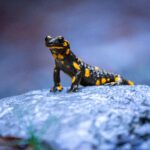 Close-up of a striking yellow-spotted fire salamander on a rock outdoors.