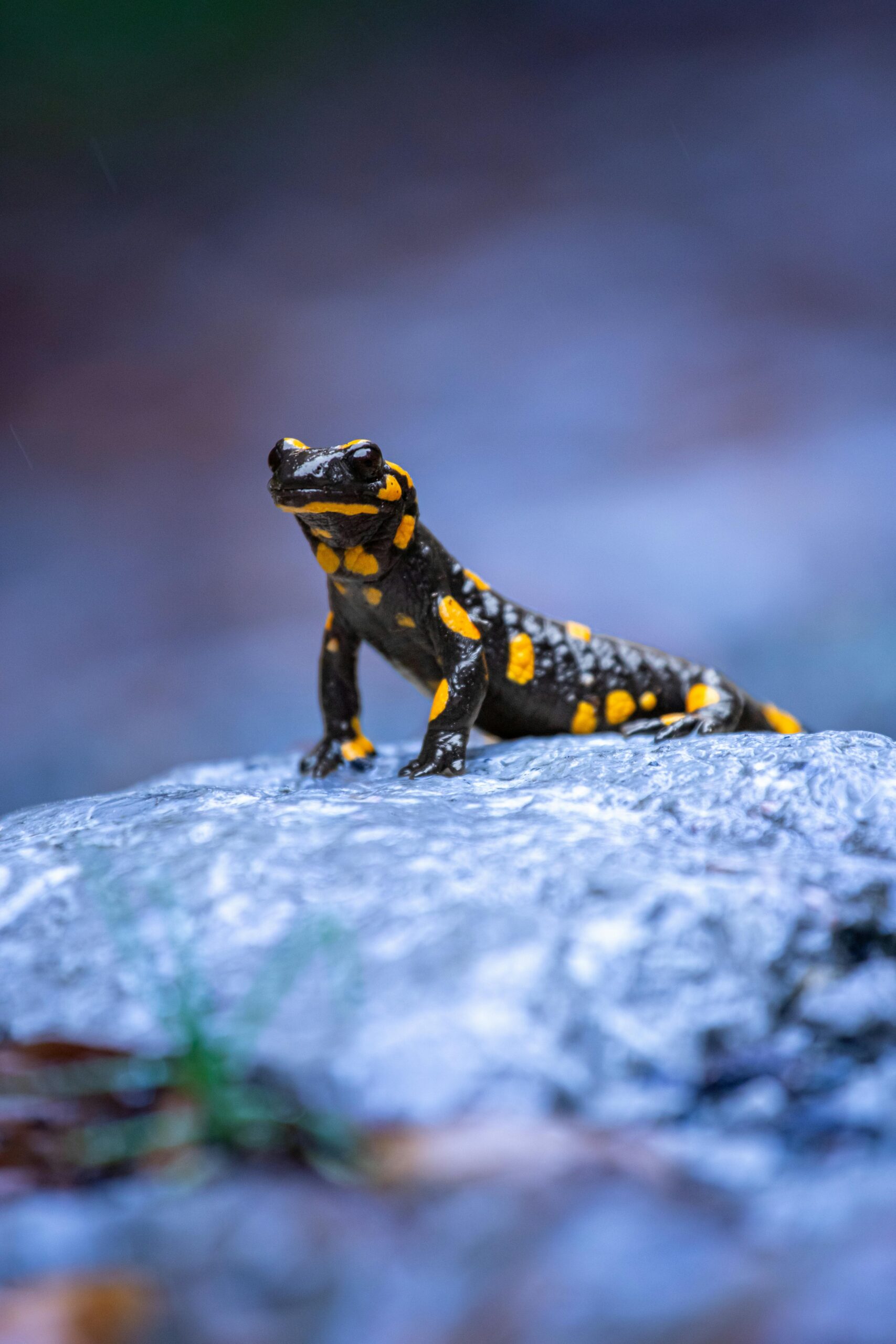 Close-up of a striking yellow-spotted fire salamander on a rock outdoors.