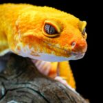 Detailed close-up of a vibrant orange gecko on wood, showcasing eye and skin texture.