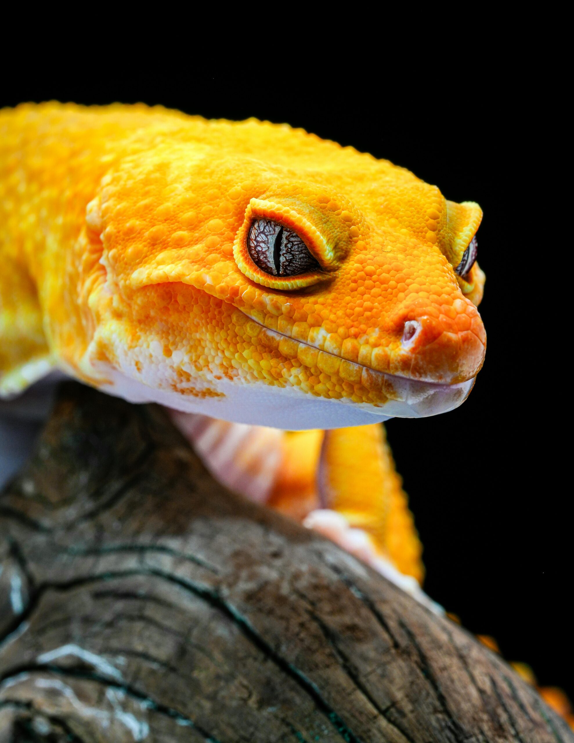 Detailed close-up of a vibrant orange gecko on wood, showcasing eye and skin texture.