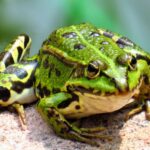 Close-up shot of a vivid green frog resting on a rock, showcasing its detailed texture.