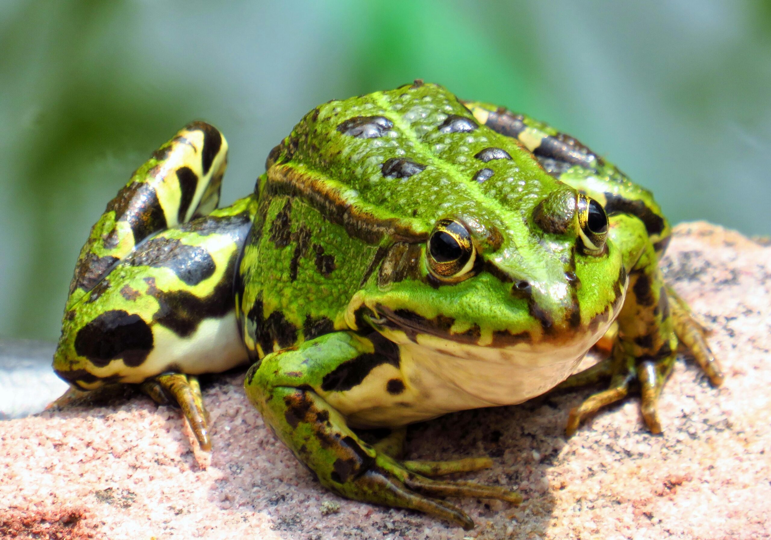 Close-up shot of a vivid green frog resting on a rock, showcasing its detailed texture.